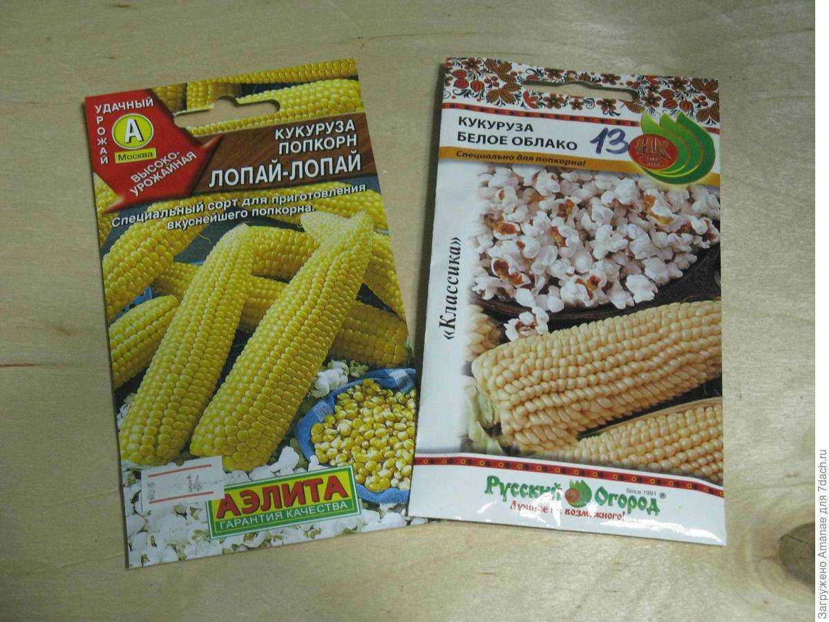 Какой нужен сорт кукурузы для попкорна: как называется и выглядит, где растет