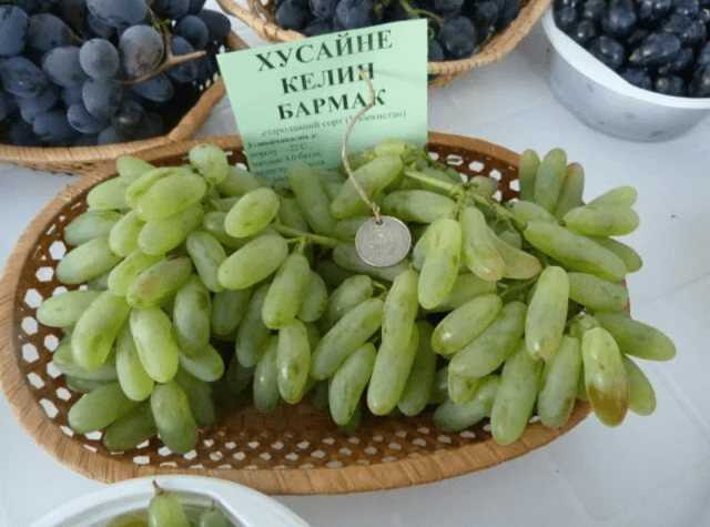 Всё о винограде дамские пальчики
