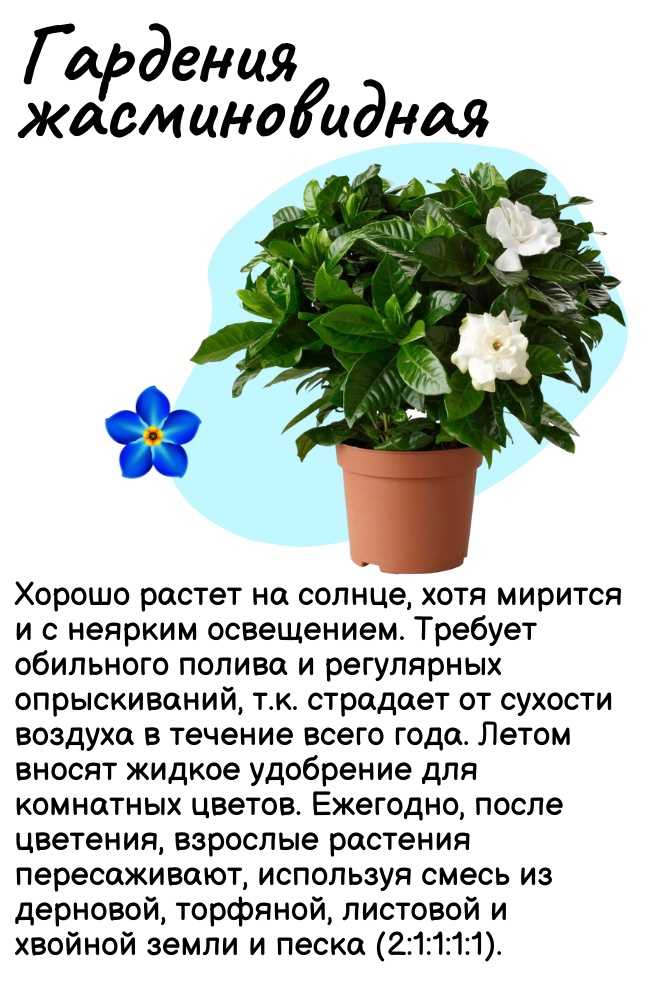 Гардения- уход и выращивание жасминовидной гардении в домашних условиях