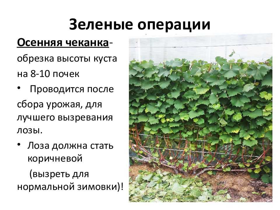 Как обрезать виноград летом от ненужных побегов: советы и типичные ошибки