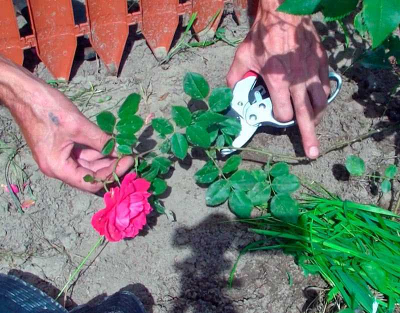 Почвопокровные розы в саду: посадка и выращивание, сорта, видео