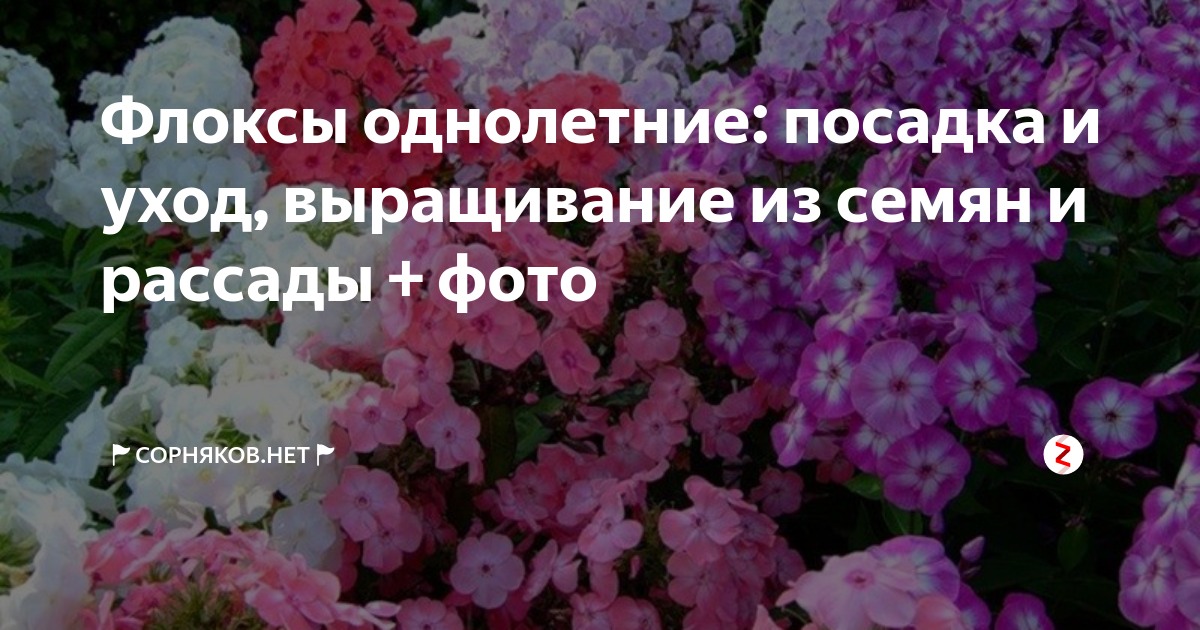 Уход за флоксами для пышного цветения: что нужно растению selo.guru — интернет портал о сельском хозяйстве