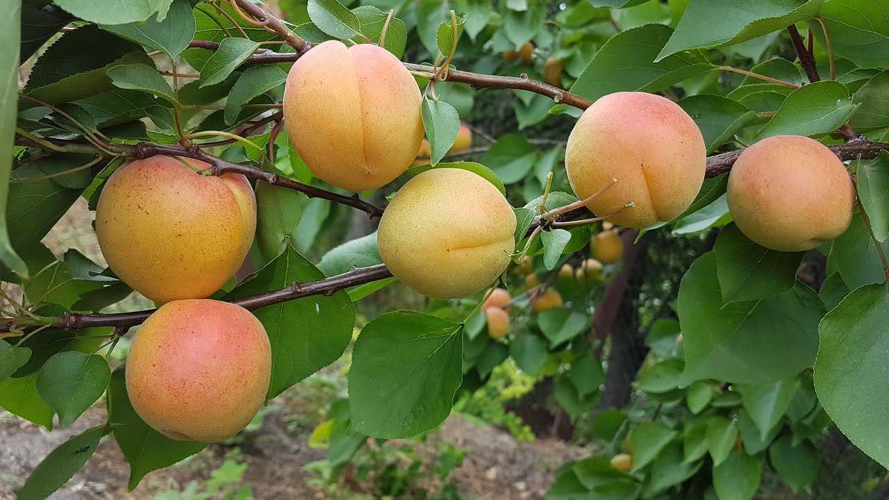 Самые необычные гибриды сливы, абрикоса, персика и яблока