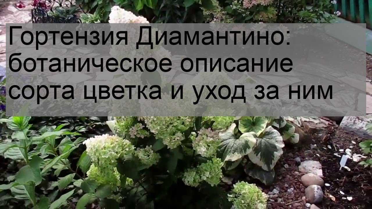Гортензия диамантино