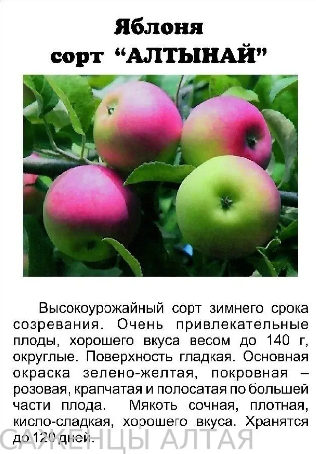 ✅ глостер яблоня. яблоня глостер: фото и описание сорта, особенности посадки и ухода, отзывы садоводов - живой-сад.рф
