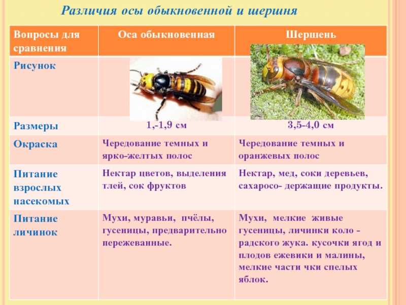 Отличия осы, пчелы, шмеля, шершня: чем отличается шмель и пчела, шершень и оса
