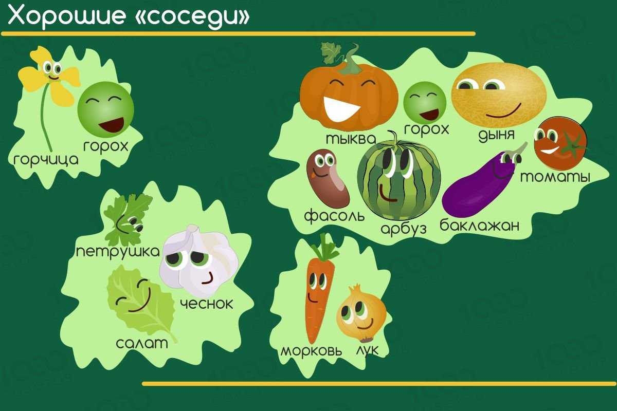 Выбираем удачное сочетание растений при посадке по таблице совместимости