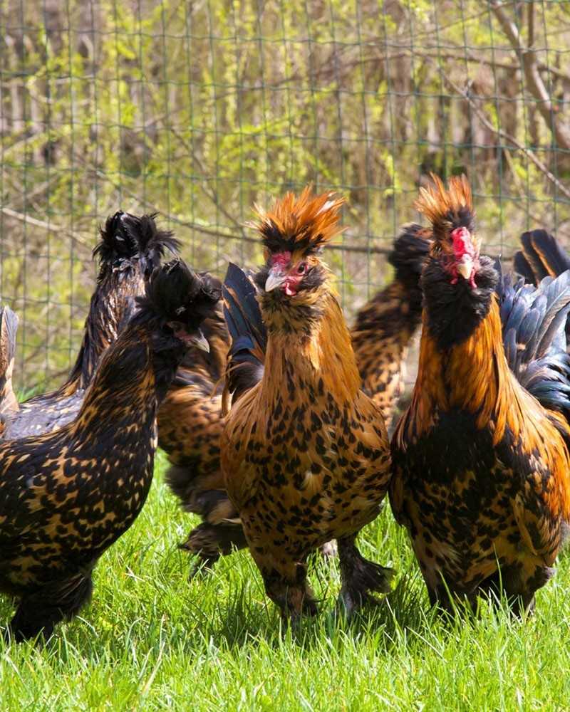Курицы и петухи породы павловская: описание, содержание и разведение
курицы и петухи породы павловская: описание, содержание и разведение