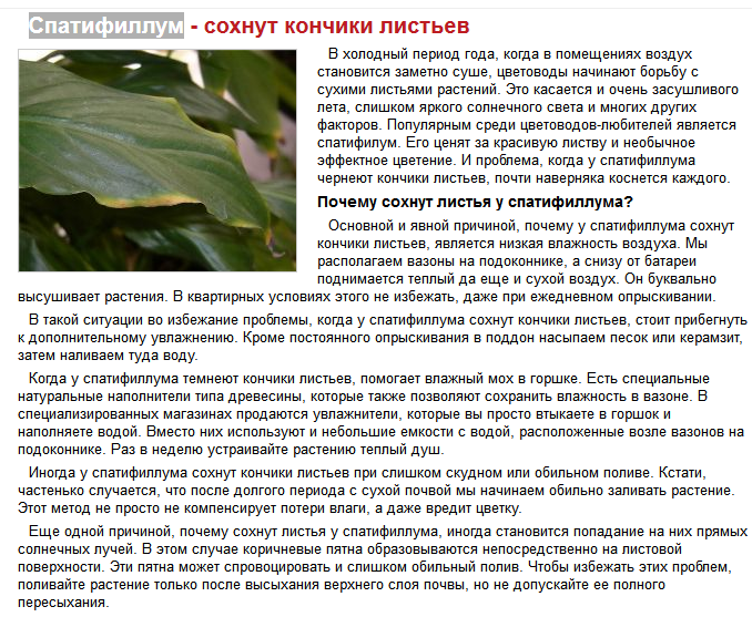 Почему погибает астильба? / асиенда.ру