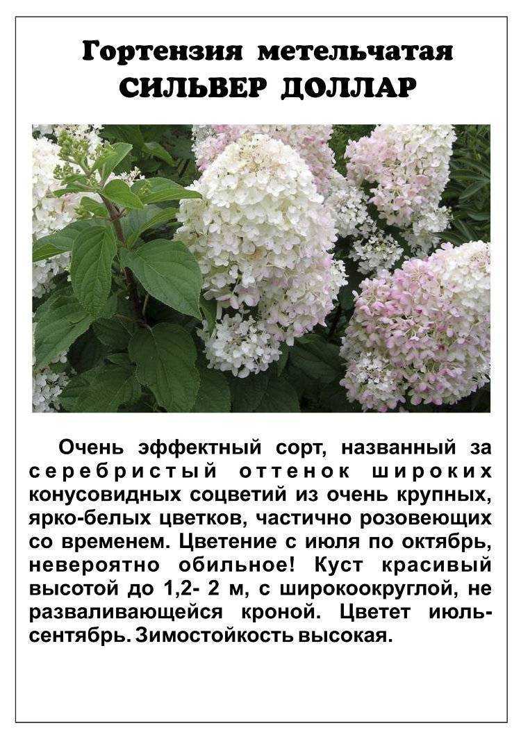 О сорте гортензии Сильвер Доллар: описание, условия посадки, как ухаживать
