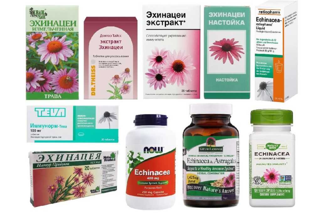 Эхинацея – лечебные свойства, противопоказания и отзывы