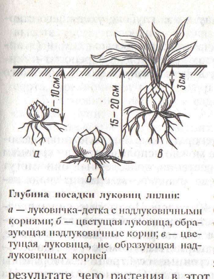 Посадка лилий: когда их нужно сажать - весной или осенью, как правильно посадить лилию в открытый грунт, уход
