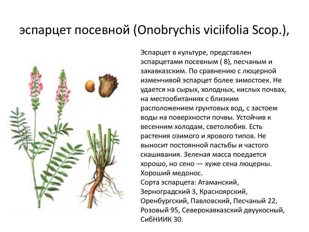Эспарцет сибирский в природе | полезные растения