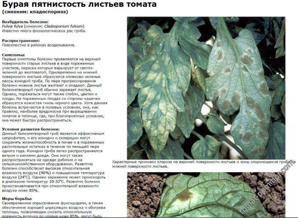 Болезни томатов в теплице: описание с фотографиями и способы лечения плодов, народные средства