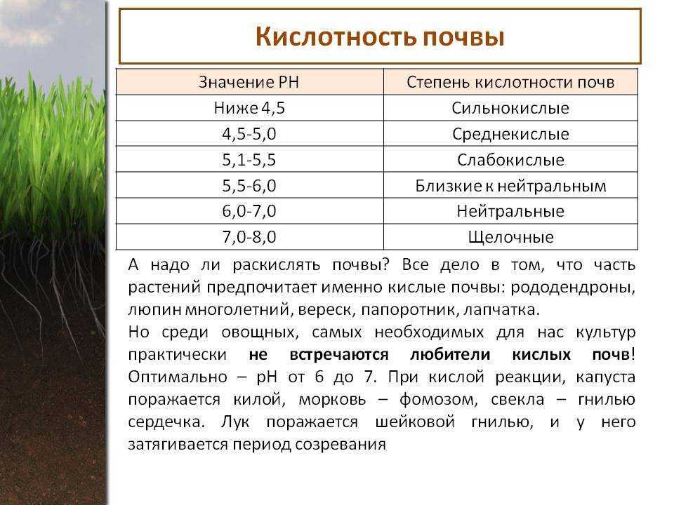 Гиппеаструм комнатный: уход, сорта, выращивание и посадка