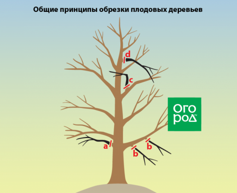 Когда и как правильно обрезать грушу: схема формирования кроны деревьев