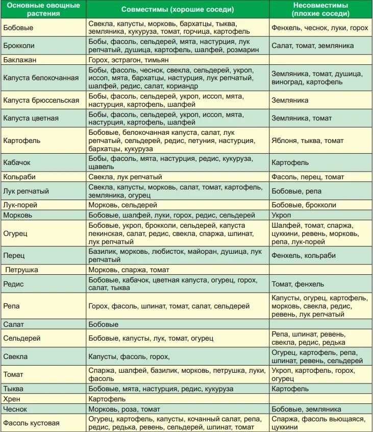 Как правильно высадить в грунт бахчевые: огурцы, дыни, тыквы, кабачки