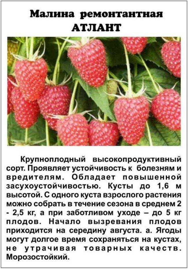 Малина изобильная казакова - 9ogorod