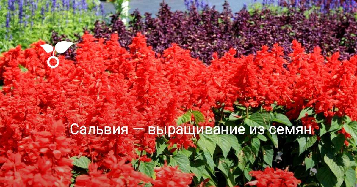 Выращивание сальвии из семян, посадка и уход в открытом грунте
