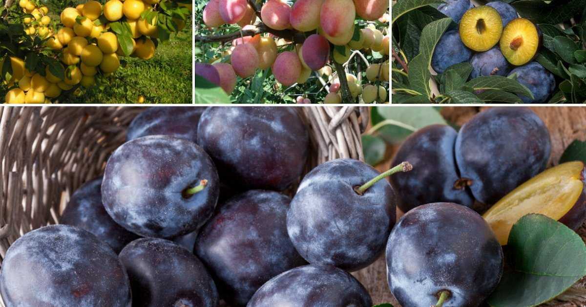 Китайская слива орловская мечта: описание сорта, фото, характеристики | сортовед