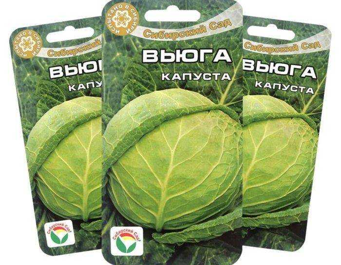 Капуста вьюга: описание сорта, фото и характеристики