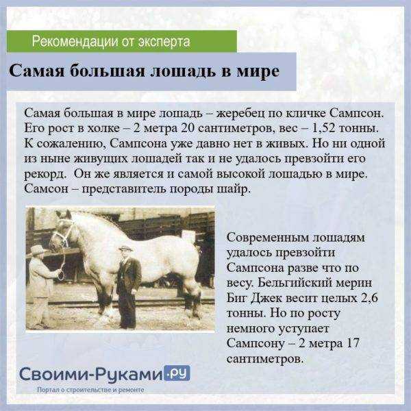 Сколько весит лошадь в среднем: категории коней и как взвесить