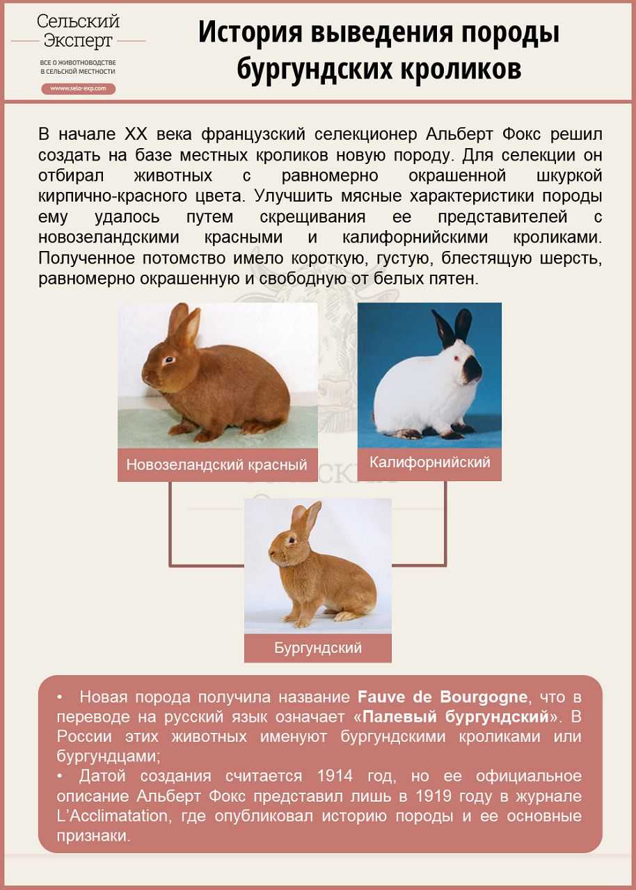 Все о калифорнийских кроликах: описание породы, уход и содержание, разведение    