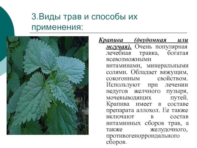 Растение крапива: фото, сорта, кулинария, полезные и лечебные свойства