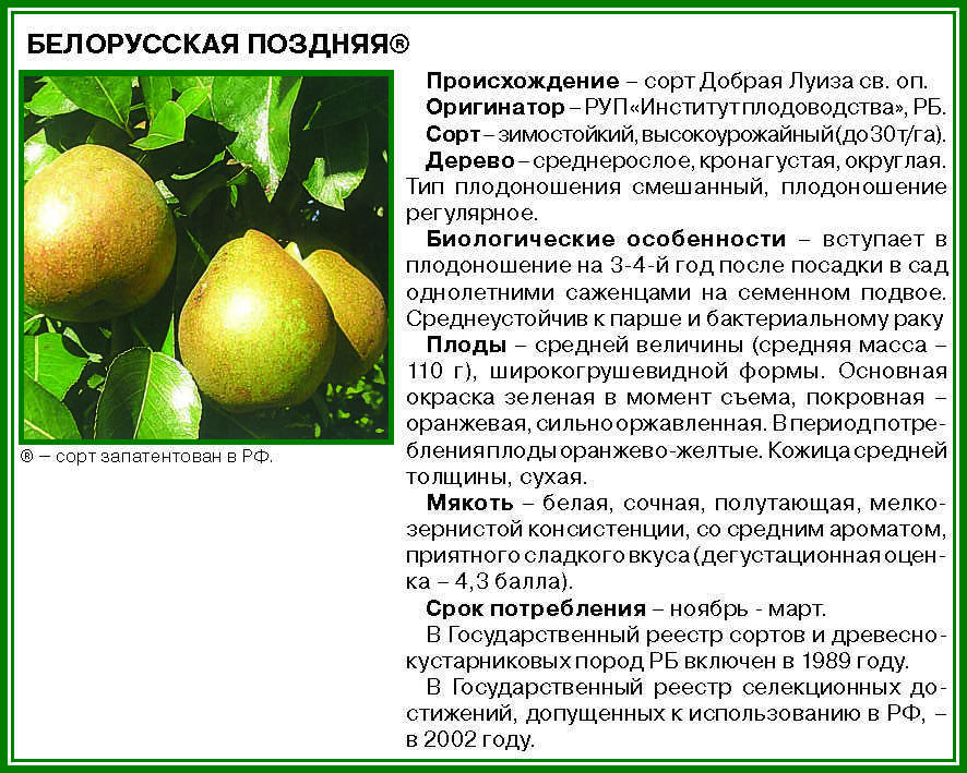 О груше Лада: описание и характеристики сорта, посадка, уход, выращивание