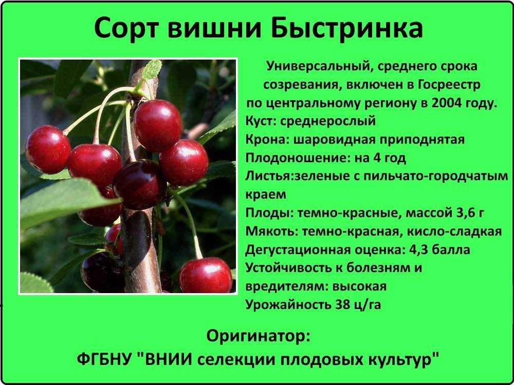 Вишня малышка описание карликового сорта саратовская малышка и отзывы, опыление, особенности посадки и ухода, фото