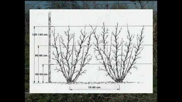 Посадка крыжовника весной в открытый грунт: сроки и правила