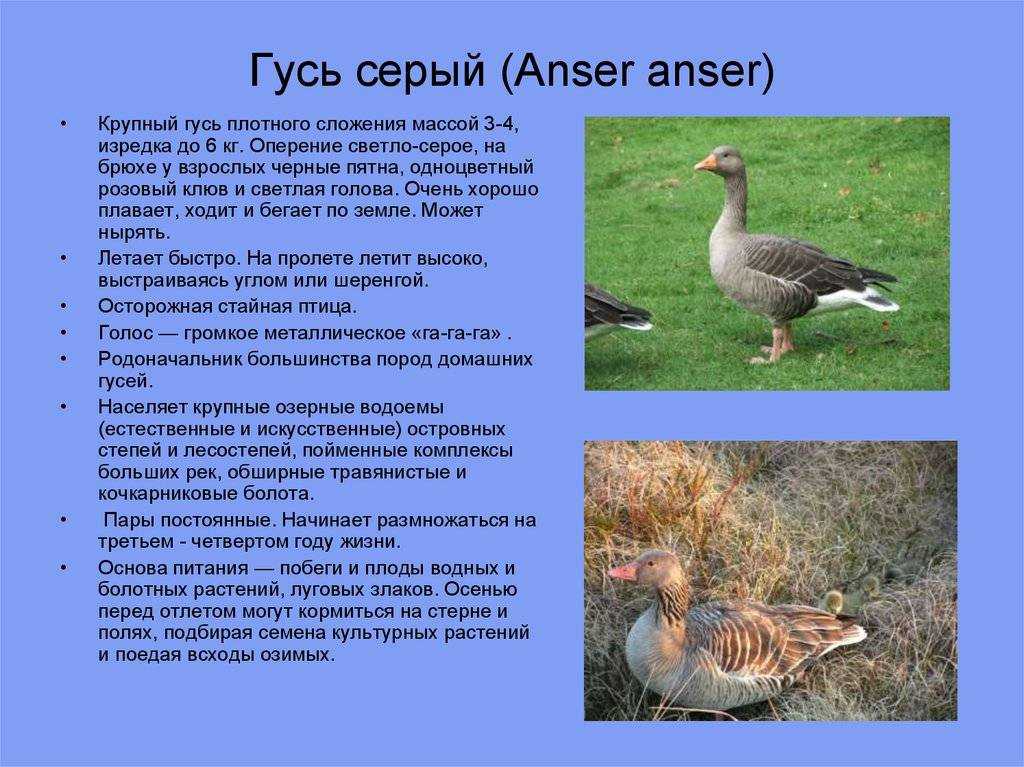 Гуси породы крупная серая: отзывы + фото, характеристика 