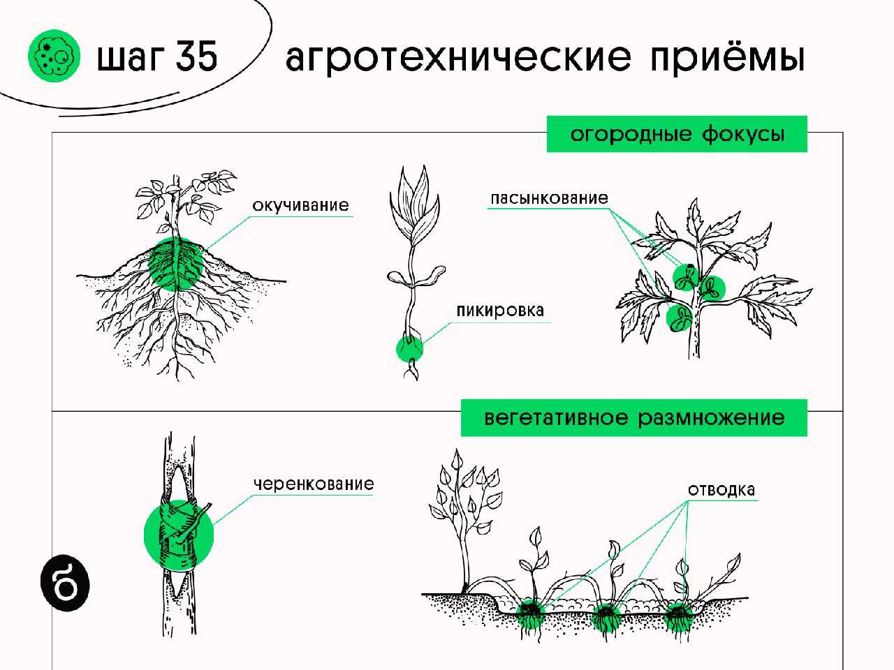 Когда, чем и как правильно окучивать картошку, чтобы получить хороший урожай: сроки, правила и сколько раз