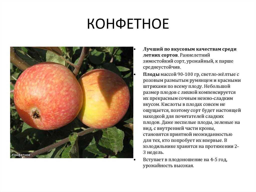 Описание сорта яблони конфетное: фото яблок, важные характеристики, урожайность с дерева