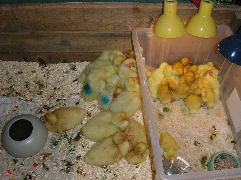 Болезни цыплят в первые дни жизни и их профилактика