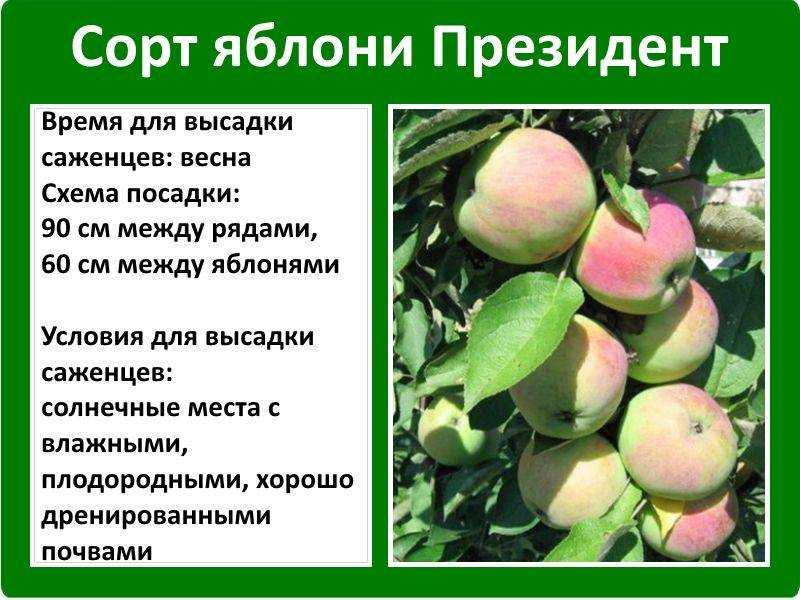 Яблоня братчуд: описание сорта, основные характеристики, особенности выращивания, отзывы - общая информация - 2020