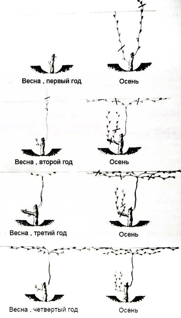 Выращивание винограда на урале