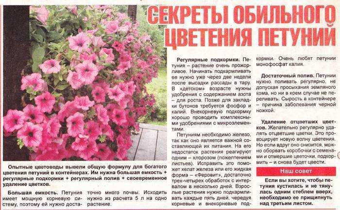 Как ухаживать за петунией чтобы она цвела: правила полива и ухода