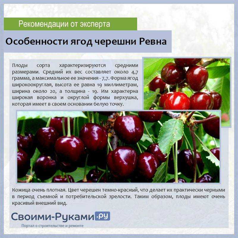 Черешня фатеж: описание и характеристика сорта, достоинства и недостатки, особенности посадки и ухода + фото и отзывы