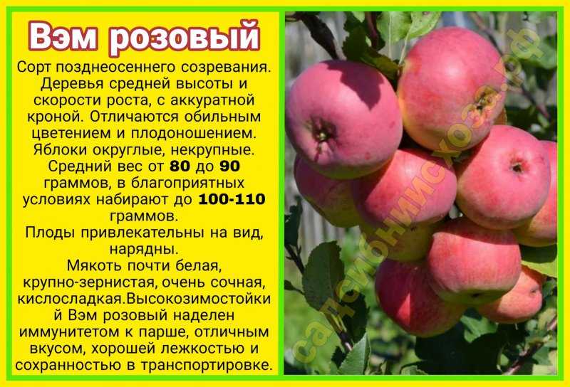 Яблоня уральское розовое описание сорта фото отзывы
