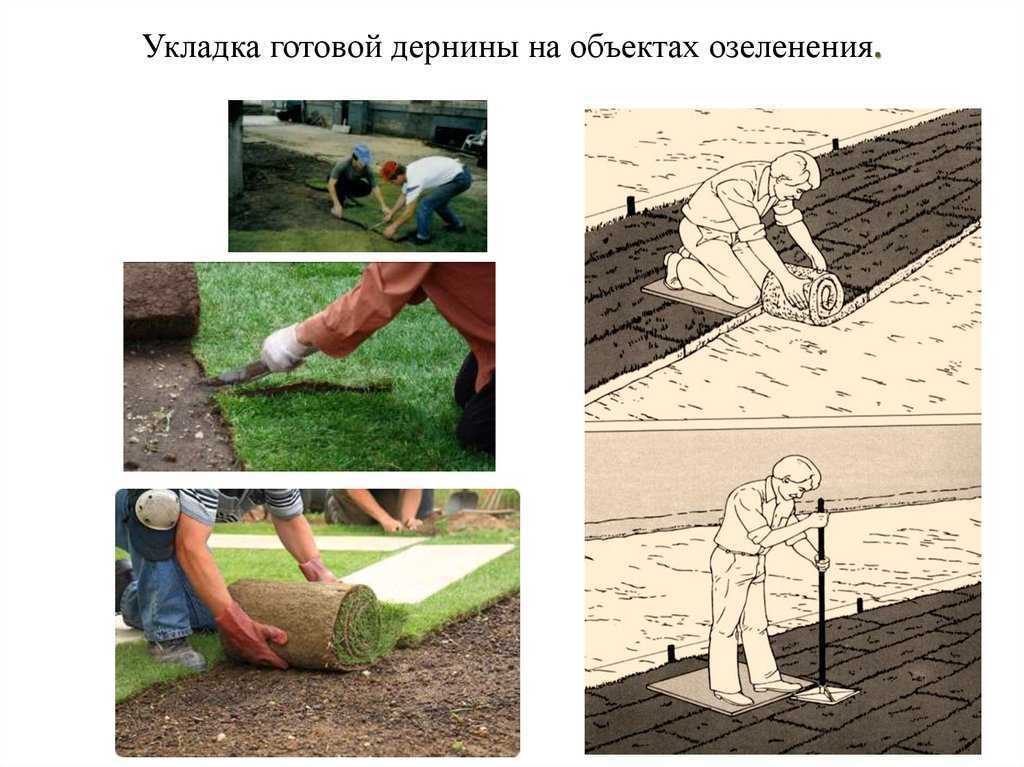 Укладка рулонного газона: технология и секреты