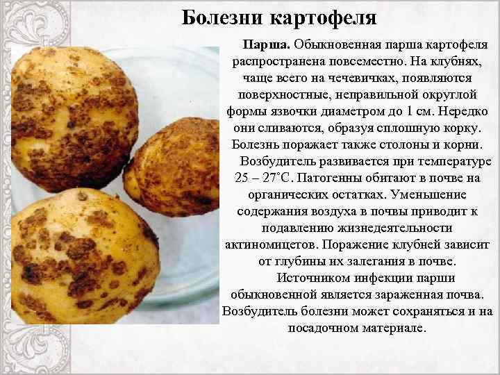 Парша на яблоне: чем лечить, как бороться, чем опрыскивать деревья
