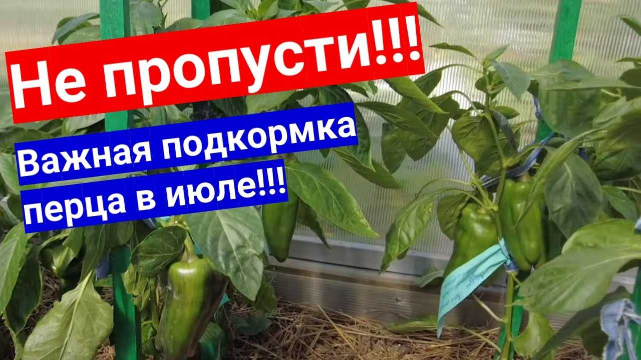 Помидоры и перец в одной теплице: можно ли сажать, правила выращивания