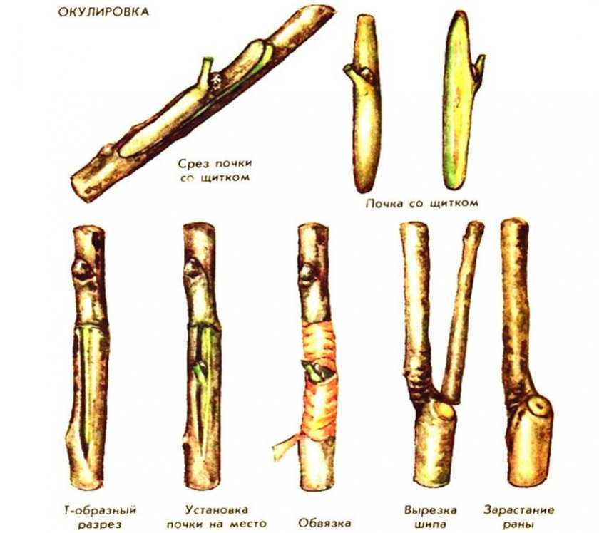 Яблоня: посадка и уход, обрезка, прививка, описание сортов, фото