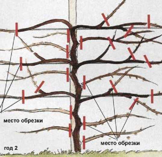 Актинидия посадка и уход подкормка обрезка и размножение