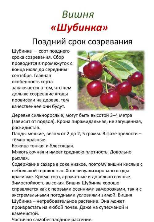 Сорт вишни «ночка»: фото и описание
