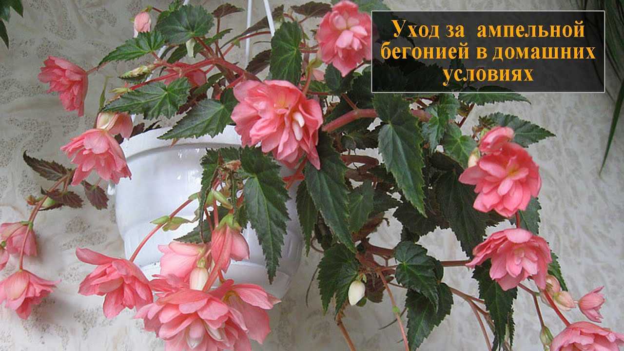 Семь сортов бегонии вечноцветущей — уход, описания, фото