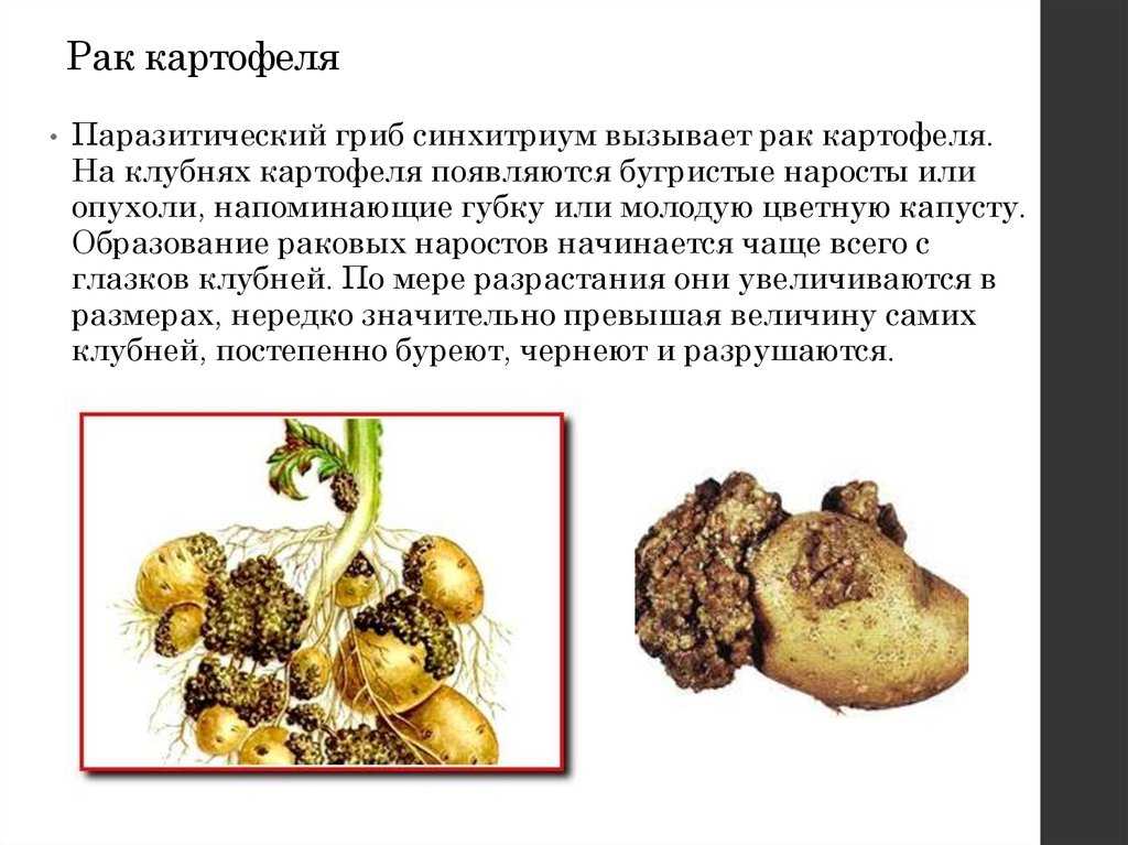 Рак картофеля: описание, симптомы, способы борьбы
