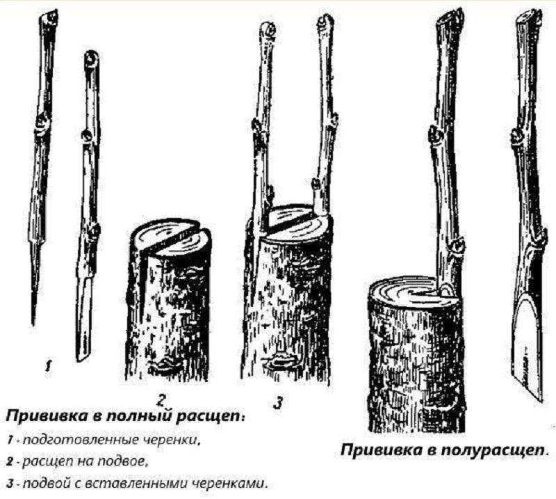 Размножение винограда прививкой . виды, способы, технология. фото — ботаничка