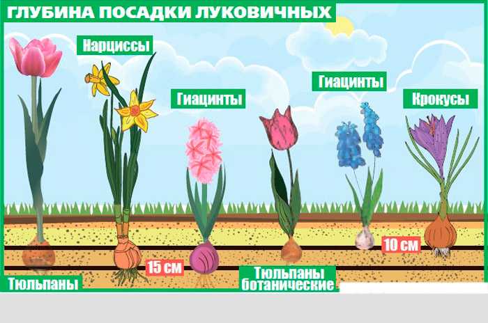 Нарциссы: немного солнца в вашем саду
